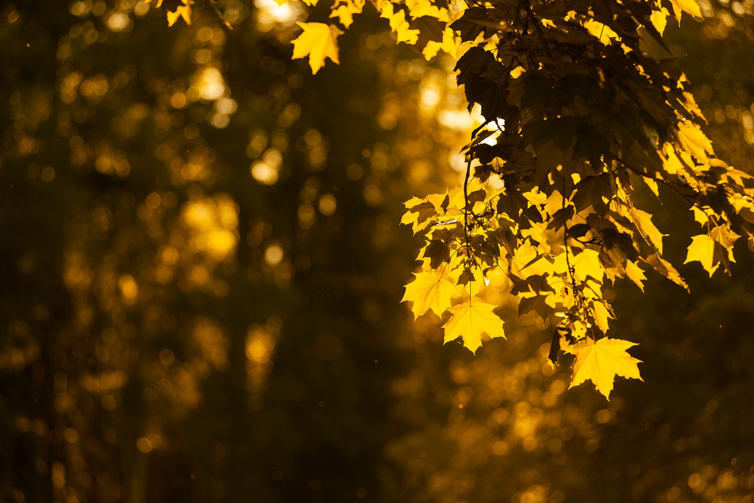 CranioSacral Therapy for Stress Relief & Burnout Recovery